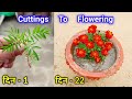 गेंदा कटिंग से कैसे लगाए | Gainda Kaise Lagaye | How To Grow Marigod Gainda From Cuttings | Gainda