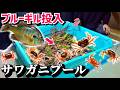 サワガニ大量プールにブルーギルを入た結果が…