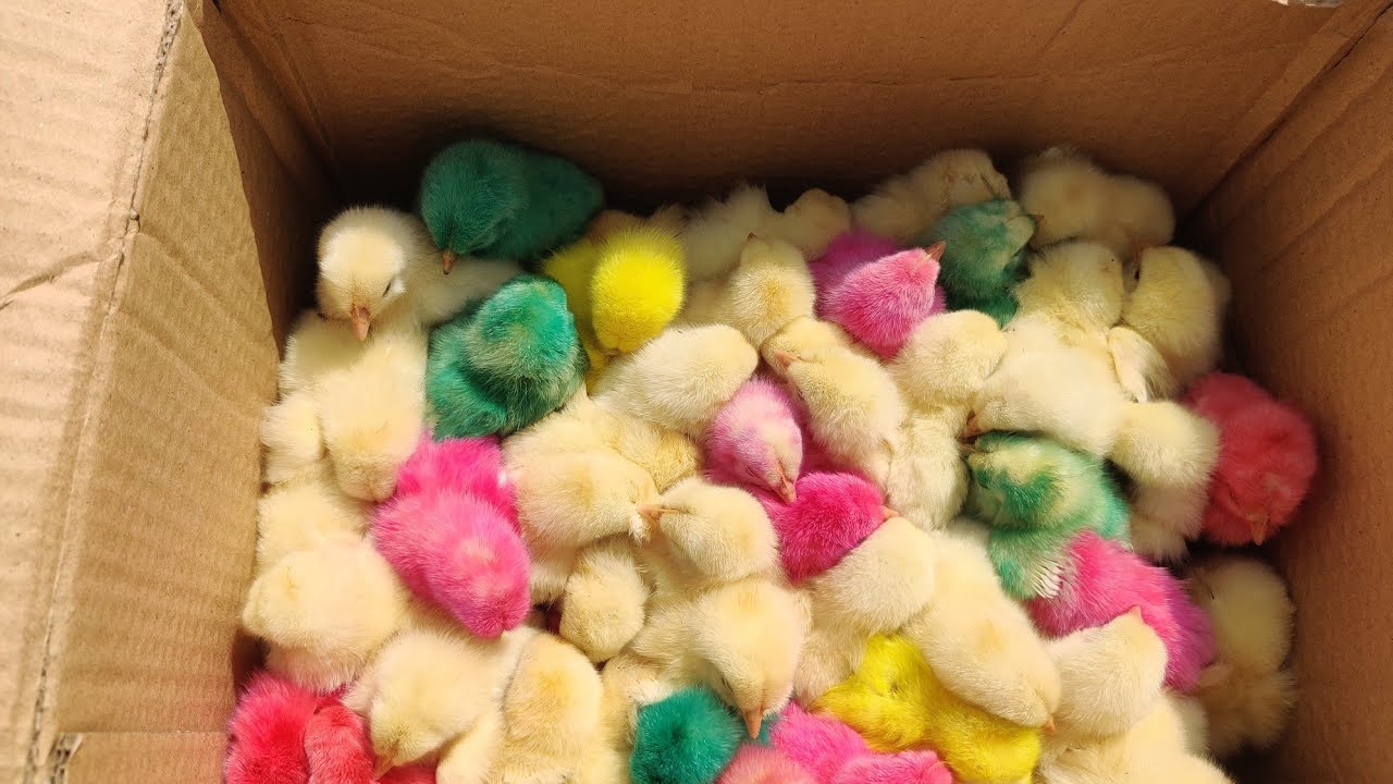 Paint Chicken | Color Chicks | colorful chicken | rainbow chickens ...