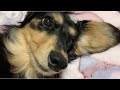 入院する事になりました【ミニチュアダックスフンド】