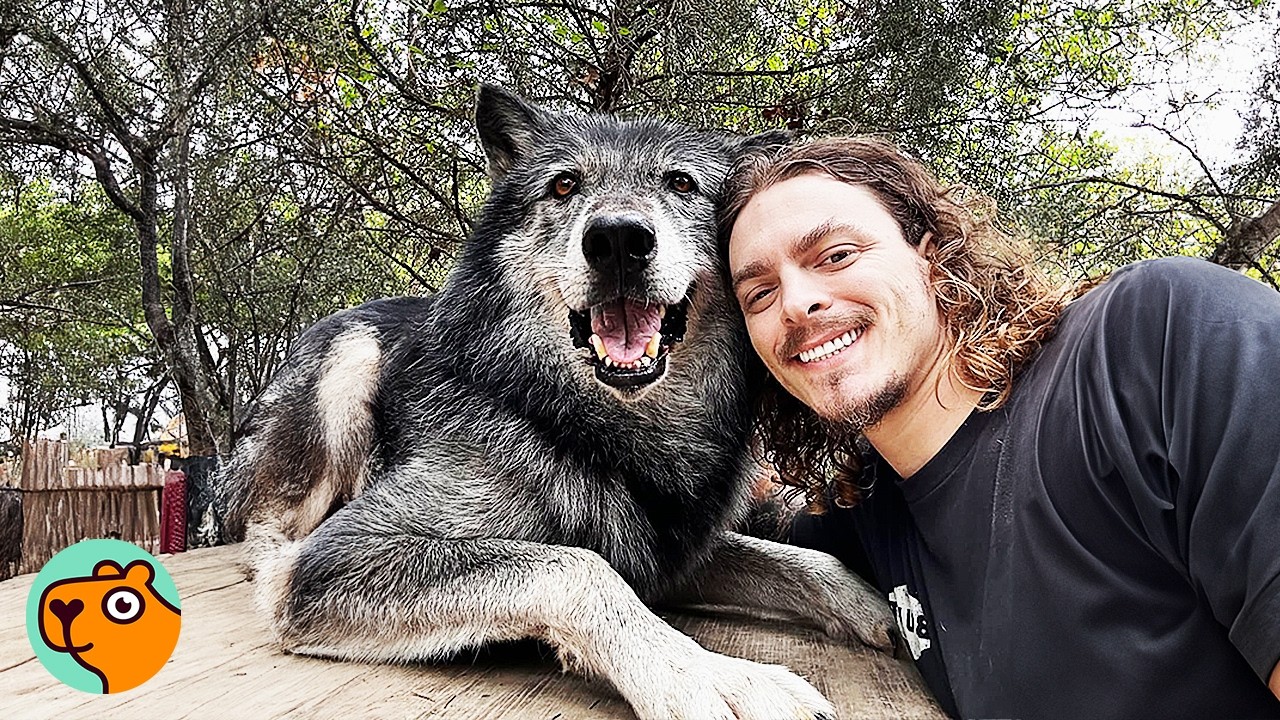 Man Saves a Wolf Puppy And Becomes His Pack | Cuddle Buddies