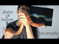 TODOS MIS REPTILES (2020) - Diamond Snakes