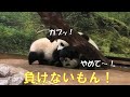5/14双子パンダ激しいマウントの取り合い！上を取るのはどっちだ⁈giantpanda @tokyo 上野動物園