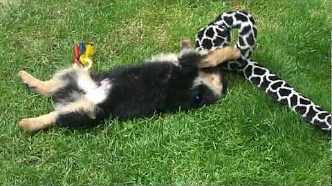 Puppy play time!