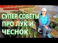 Супер средства для чеснока и лука. Нашатырный спирт и перекись водорода.