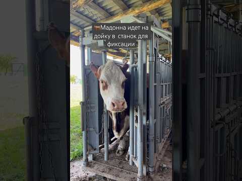 Wideo: 3 sposoby na udział w zapobieganiu wymieraniu zwierząt