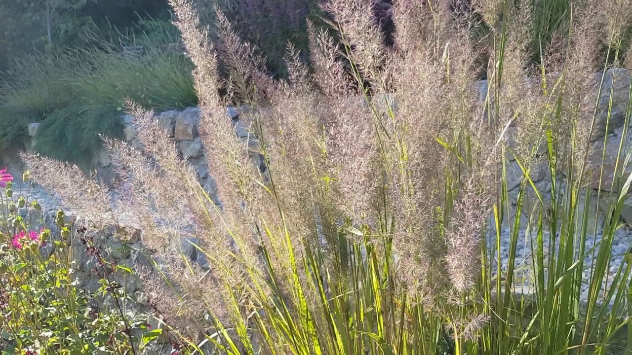 Calamagrostis brachytricha