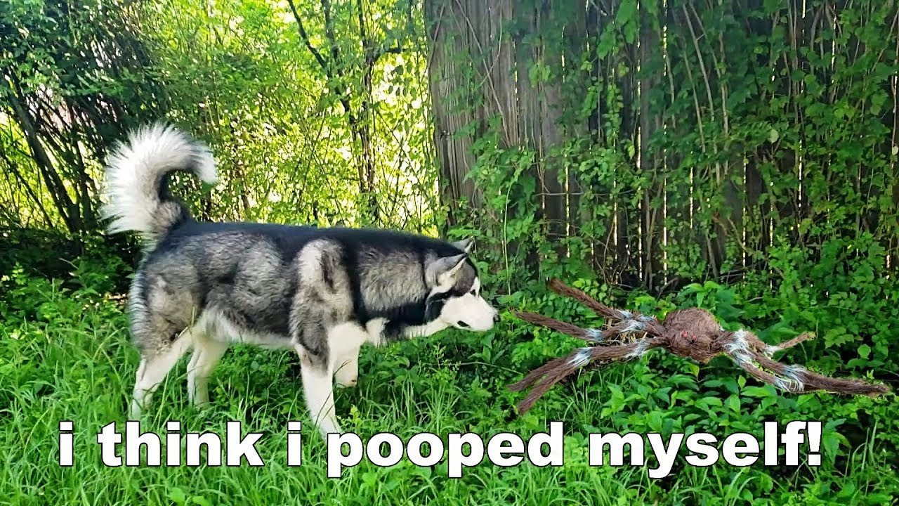 My Dog | Reacts To Giant Spider | He Opens Door & Goes Inside Leaving Me Behind