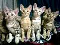 EIGHT ocicat kittens' synchronize !! の動画、YouTube動画。