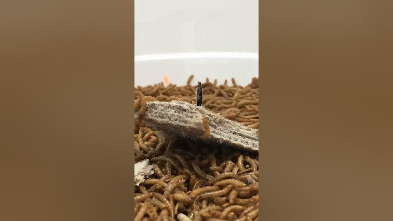 can-mealworms-eat-chocote-biscuits-youtube