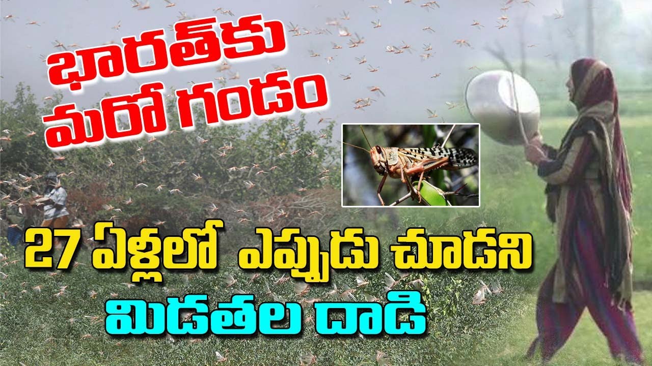 Locusts Attack in India Damage Caused By Locust Attack