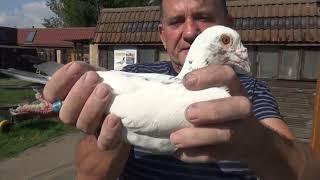 LUDO CLAESSENS - PREZENTACJA-TEL: 513 016 809