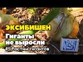 Почему не получилось вырастить крупный лук эксибишен | Как вырастить лук эксибишен больше килограмма