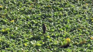 Tyran querelleur (Machetornis r. rixosa) Cattle Tyrant