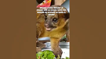 Kinkajou ni mnyama asiye wa kawaida kutoka kwa mpangilio wa wawindaji wa familia ya raccoon #subscr