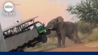 Moment an elephant attacks a safari truck filled with tourists in South Africa Resimi