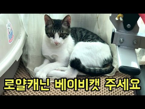 아기고양이 사료만 먹는 고양이