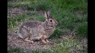 Bunnies living under my shed