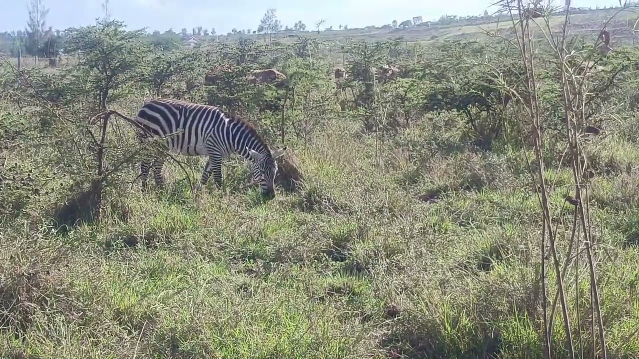 Zebras Amazing Choice