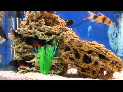 Трофеусы Мура "Бемба" (Tropheus moorii var. "Bemba")