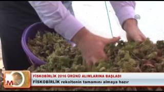 Fiskobirlik 2016 ürünü alımlarına başladı