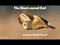 The Short-eared Owl
