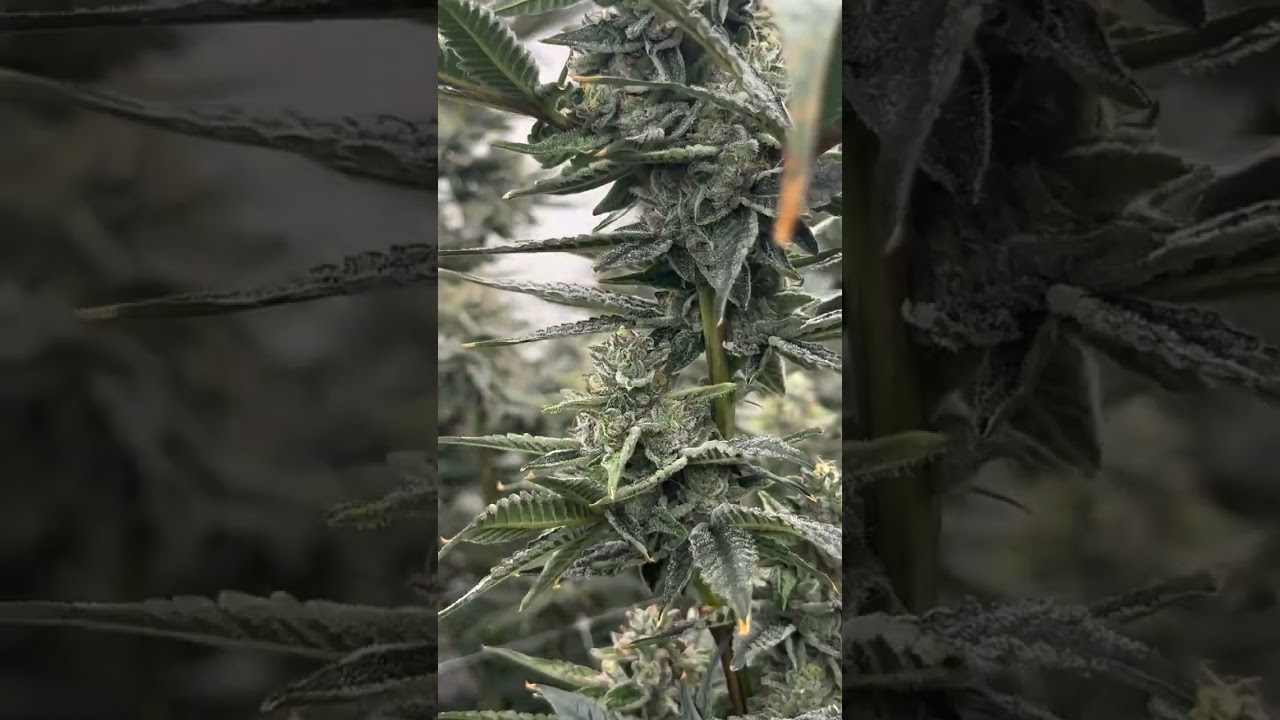 More Trichomes, Bigger Buds: The Power of Matrix M8 860W LED Grow Lights!