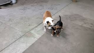 Bulldog vs Bassett hound puppy total aggrevation