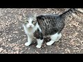 大きな喉鳴りで全身で喜んでくれる人懐っこくてかわいい猫ちゃん