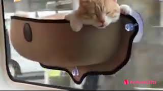 cat car hammock