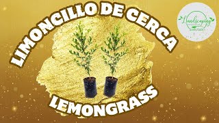 LIMONCILLO DE CERCA // LEMONGRASS 🌱