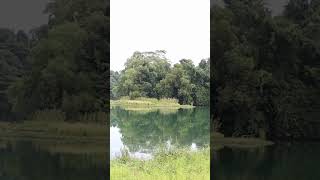 Serenity by the Serene Lake: A Tranquil Escape to Pulau Ubin #pulauubin #singapore