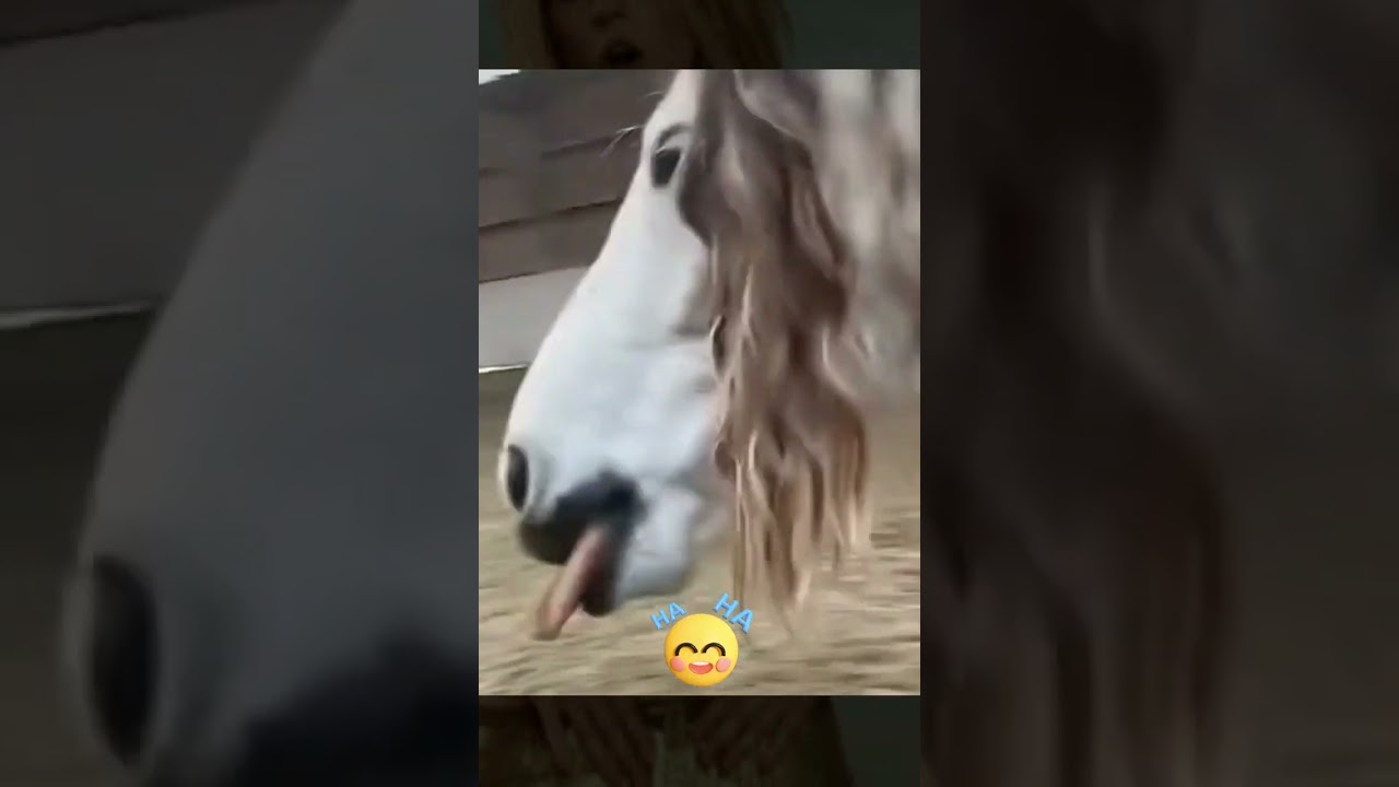 SHAKIRA !!!!!! HAHAHA XD