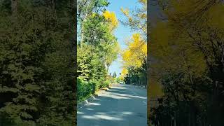 Fall Colors 🍁 #seattle #fallcolors #autumn