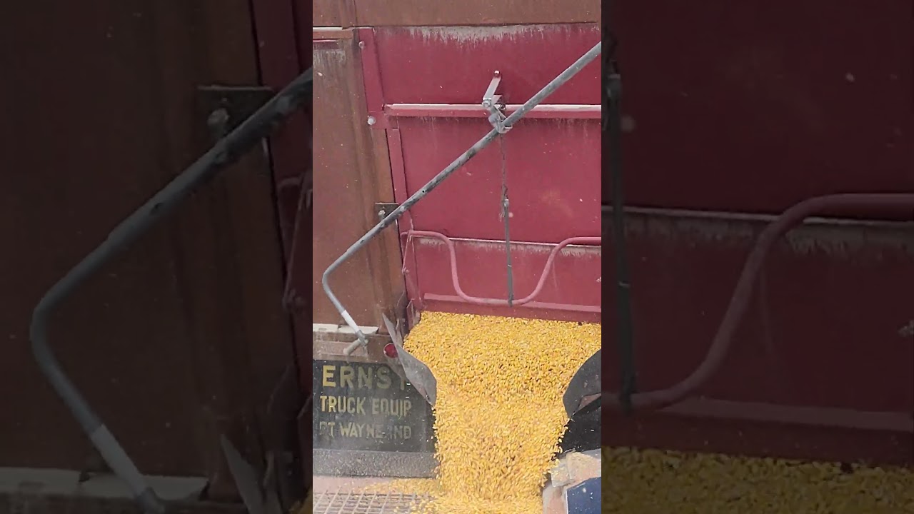 Farming Simulation! transferring from the drying bin to storage bin