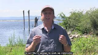 Green Stormwater Infrastructure - Mimicking Nature's Way with Marc Companion