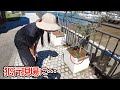家庭菜園をカラスが襲撃…しかし思いがけない置き土産が…