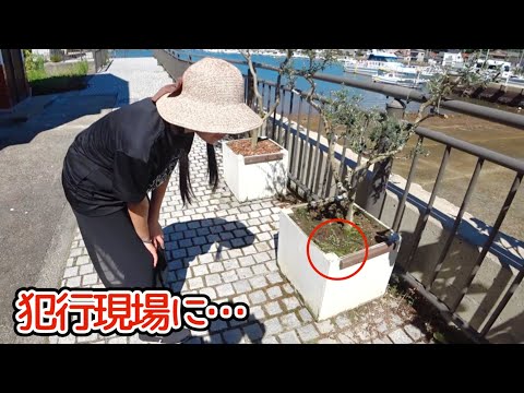 Crows attack a home vegetable garden... but leave behind an unexpected gift...