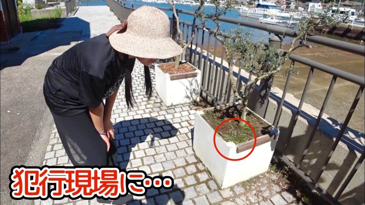 家庭菜園をカラスが襲撃…しかし思いがけない置き土産が…