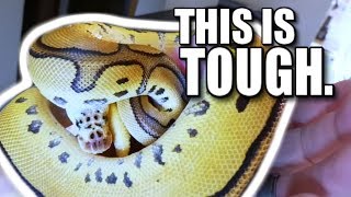 WHAT HAPPENS WHEN SOMEONE DIES THAT HAS LOTS OF SNAKES?? | BRIAN BARCZYK