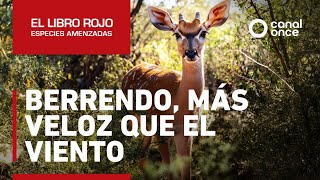 El libro rojo, Especies amenazadas - Berrendo, más veloz que el viento