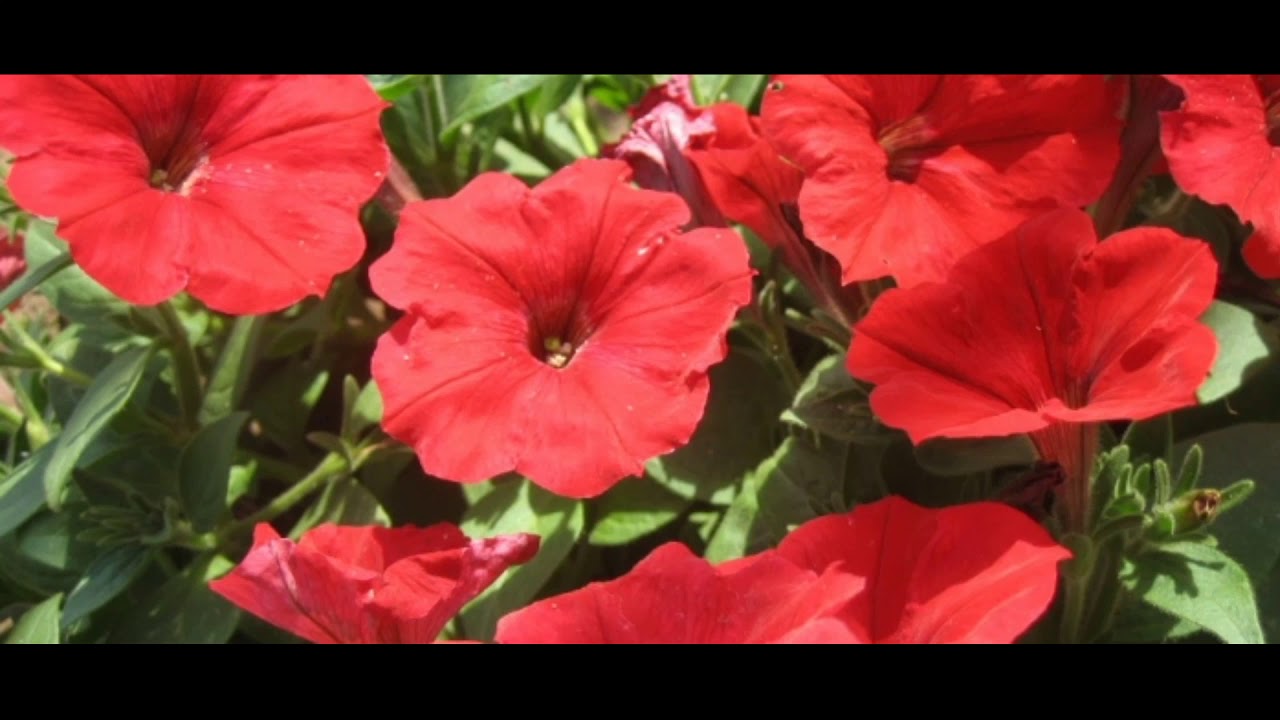 Flowers Flowers YouTube