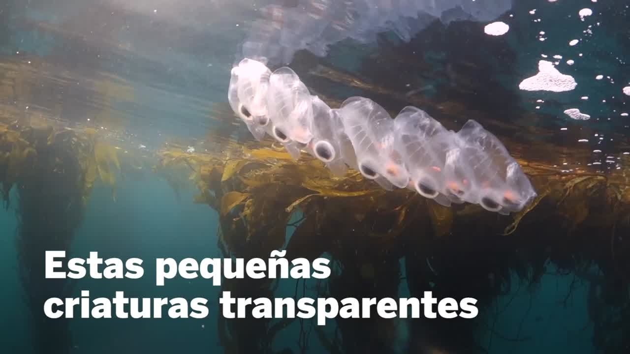 ¿Qué son las salpas, también conocidas como 'zapaticos?