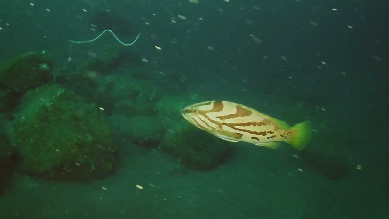 【映像記録】春濁りの中、深場のホウキハタに逢いに行く- Comet grouper