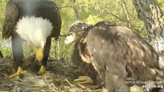 Decorah Eagles, Mom With two Fish 5\/15\/19