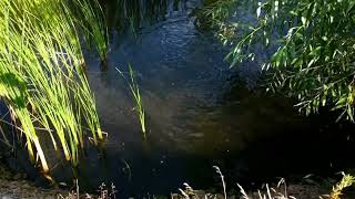 Нашел новое маленькое чудо - огромный косяк рыбы! - I found a small miracle - a bunch of fish! :)