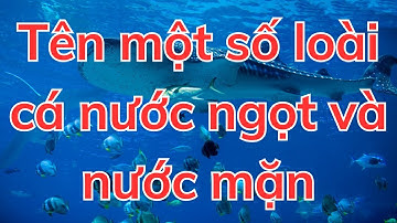 Con gì đây? Bé học nói tên một số loại cá nước mặn và nước ngọt - Bé khám phá thế giới loài cá