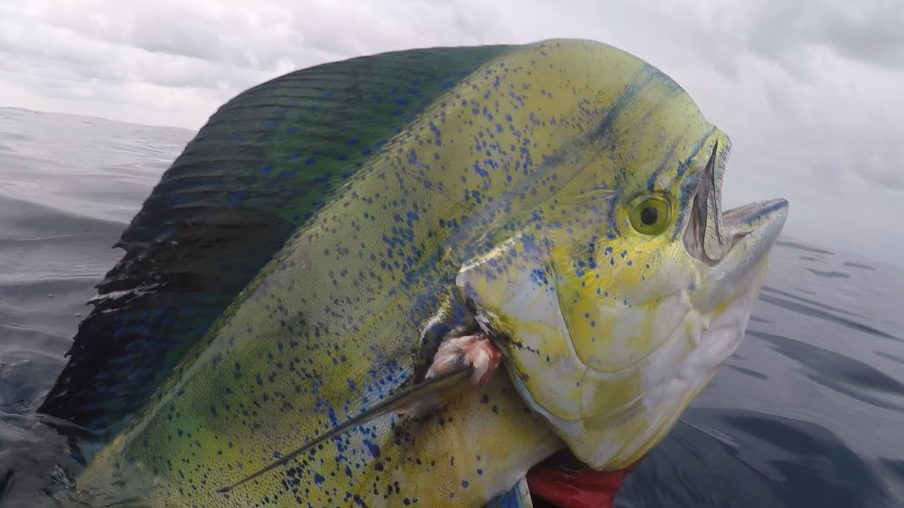 SPEARING MAHI MAHI, south coast Ulladulla YouTube