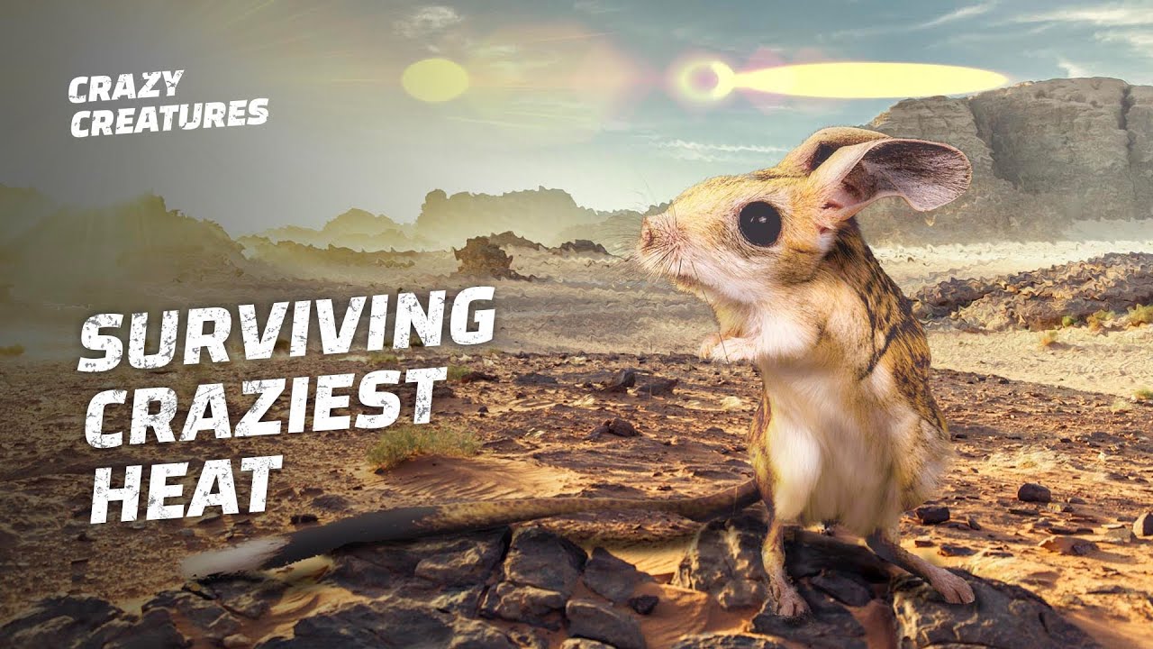 10 Creatures That Can Survive the Hottest Temperatures on Earth YouTube