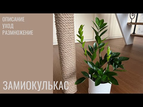 №40. Замиокулькас. Уход. Как вырастить красивое растение.